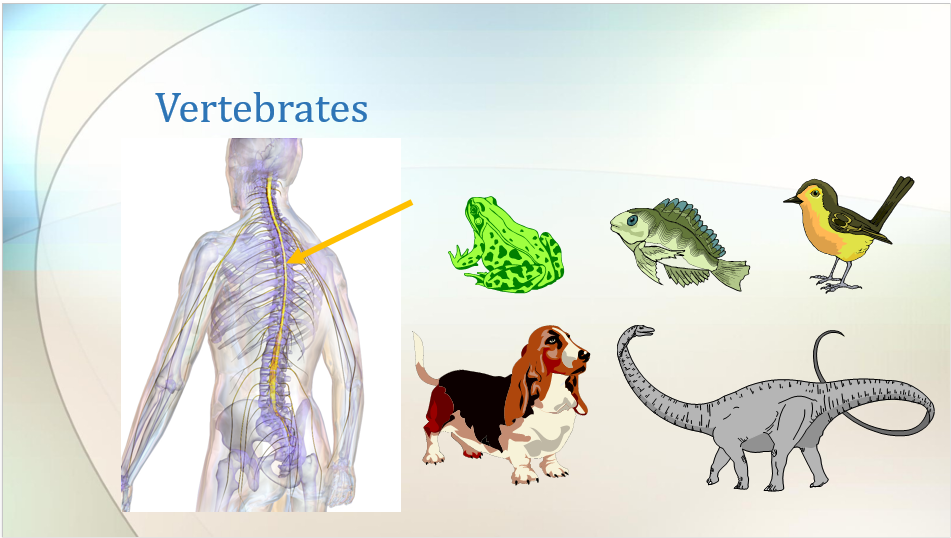 Difference between vertebrates and invertebrates ppt Lesson. Free dowload for science teachers and parents.